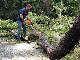 Seasonal Cleanup (Spring/Fall) in Wedgefield, FL