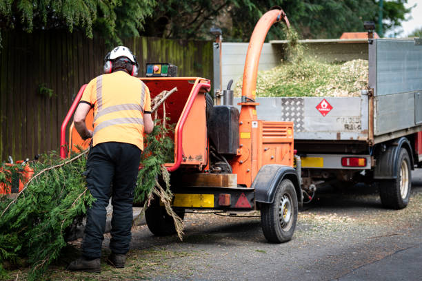 Lawn Pest Prevention in Wedgefield, FL