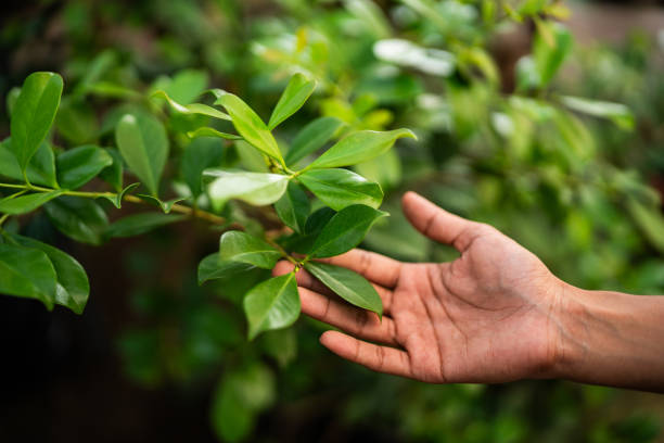 How Our Tree Care Process Works  in  Wedgefield, FL